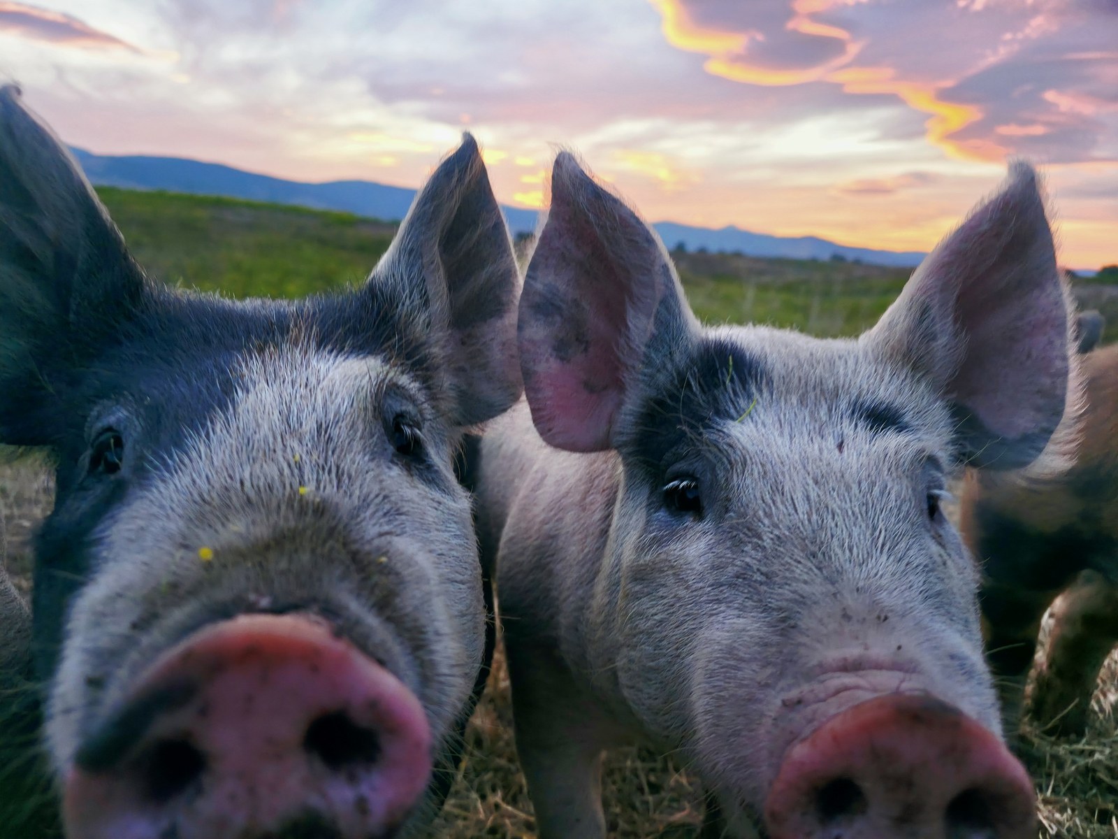 Pigs working the pasture